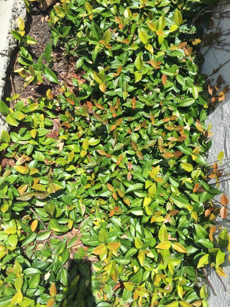 What groundcover is this ?