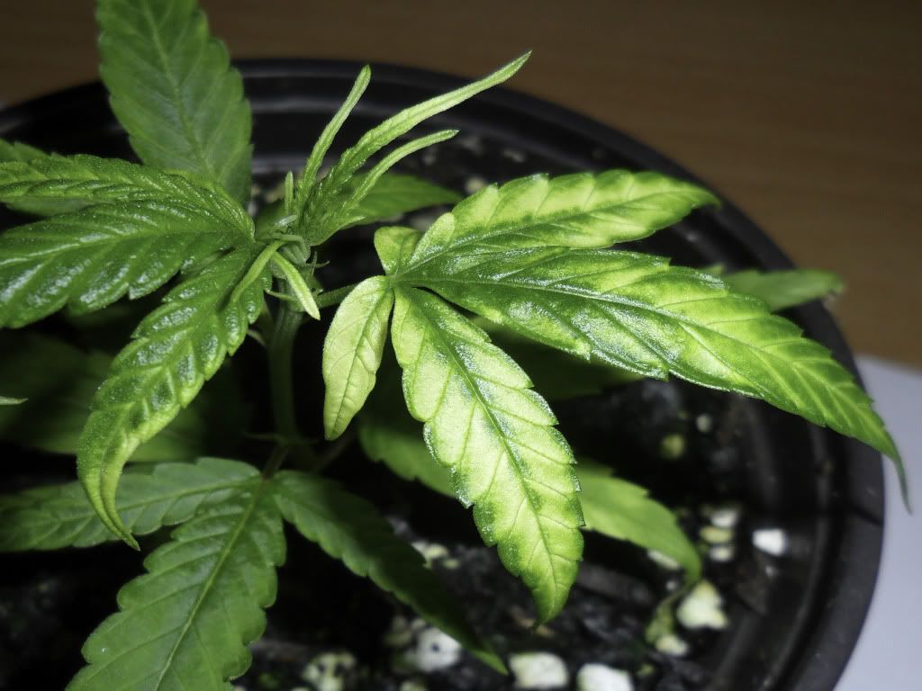 Read This First! | Page 9 | Rollitup