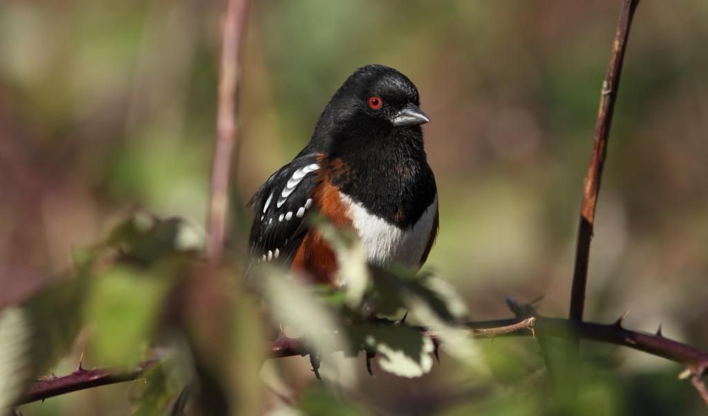 IMAGE: http://i788.photobucket.com/albums/yy164/dino211_2010/IMG_0637_zps5138f1e4.jpg