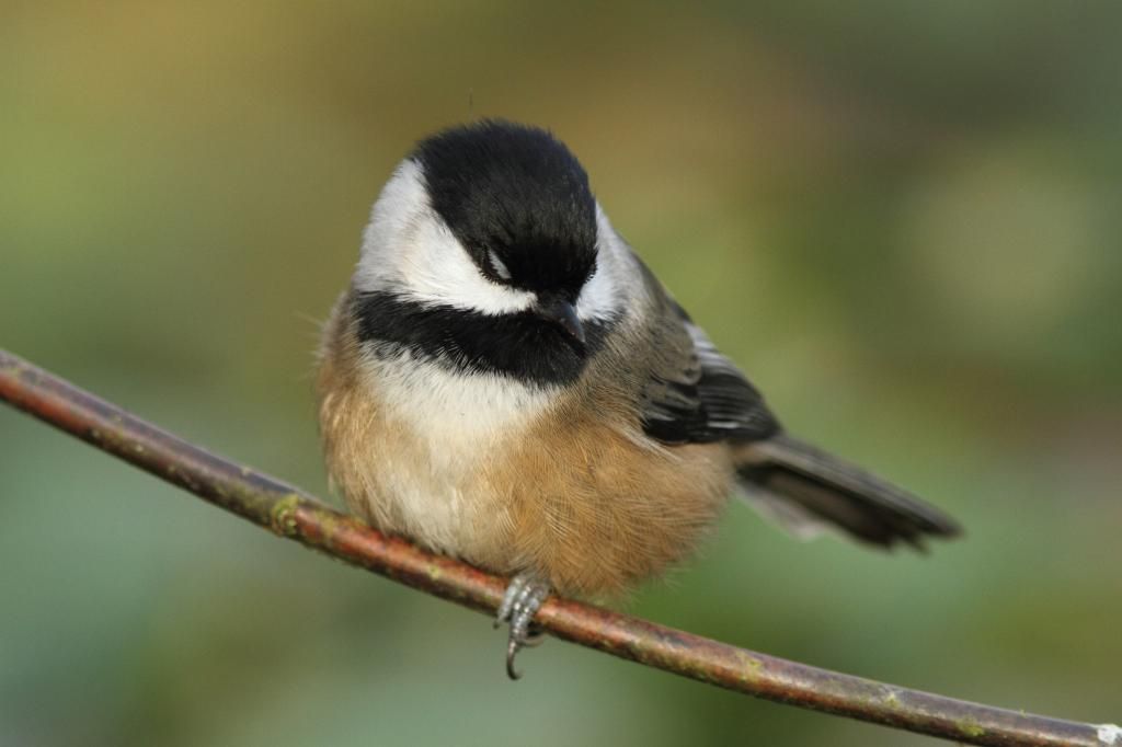 IMAGE: http://i788.photobucket.com/albums/yy164/dino211_2010/IMG_2176_zps4a1bfca1.jpg