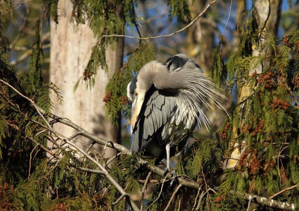 IMAGE: http://i788.photobucket.com/albums/yy164/dino211_2010/IMG_3121h_zpsb63b1f42.jpg