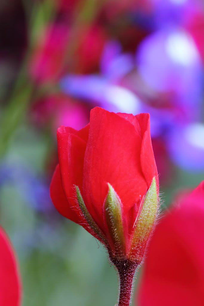 IMAGE: http://i788.photobucket.com/albums/yy164/dino211_2010/fdm1/IMG_0326a.jpg