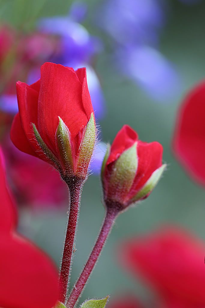 IMAGE: http://i788.photobucket.com/albums/yy164/dino211_2010/fdm1/IMG_0327a.jpg