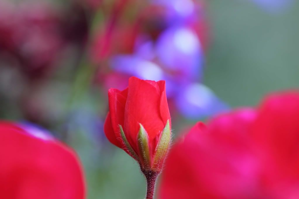 IMAGE: http://i788.photobucket.com/albums/yy164/dino211_2010/fdm1/IMG_web325.jpg