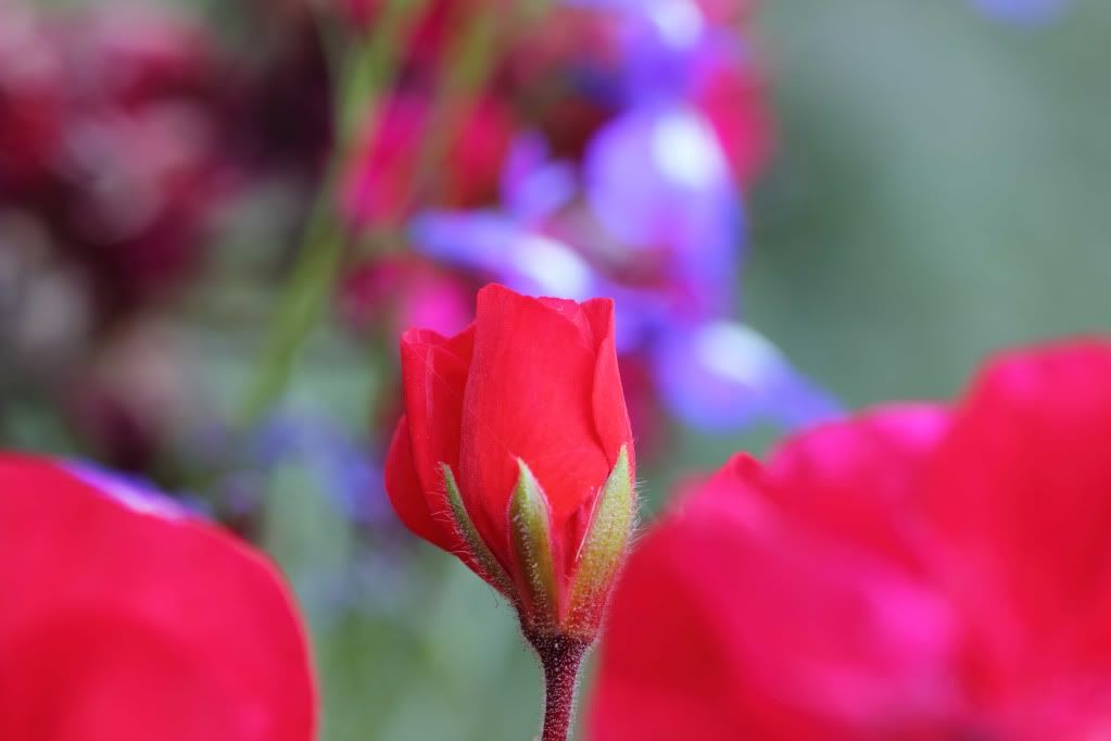 IMAGE: http://i788.photobucket.com/albums/yy164/dino211_2010/fdm1/IMG_web326.jpg