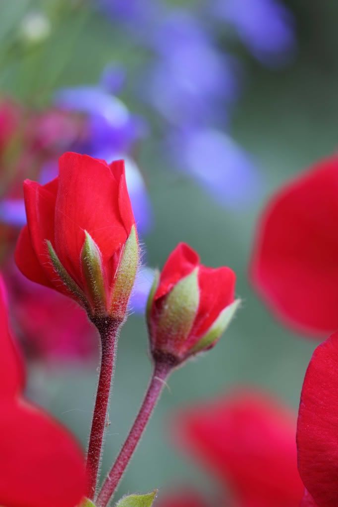 IMAGE: http://i788.photobucket.com/albums/yy164/dino211_2010/fdm1/IMG_web327.jpg