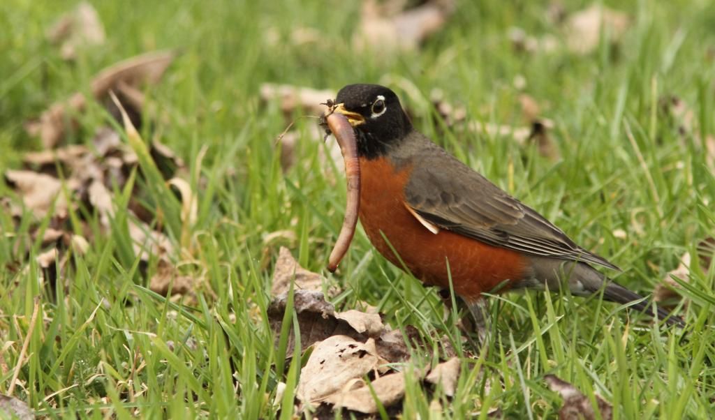 IMAGE: http://i788.photobucket.com/albums/yy164/dino211_2010/robin4_zps4b73ef26.jpg