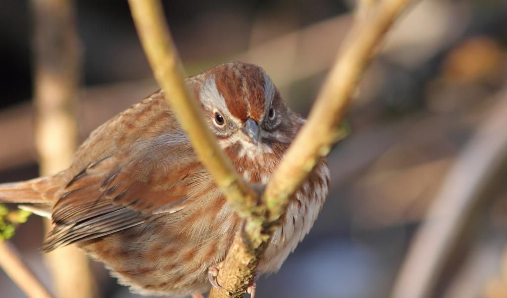 IMAGE: http://i788.photobucket.com/albums/yy164/dino211_2010/sparrow_song_zps43d751cb.jpg