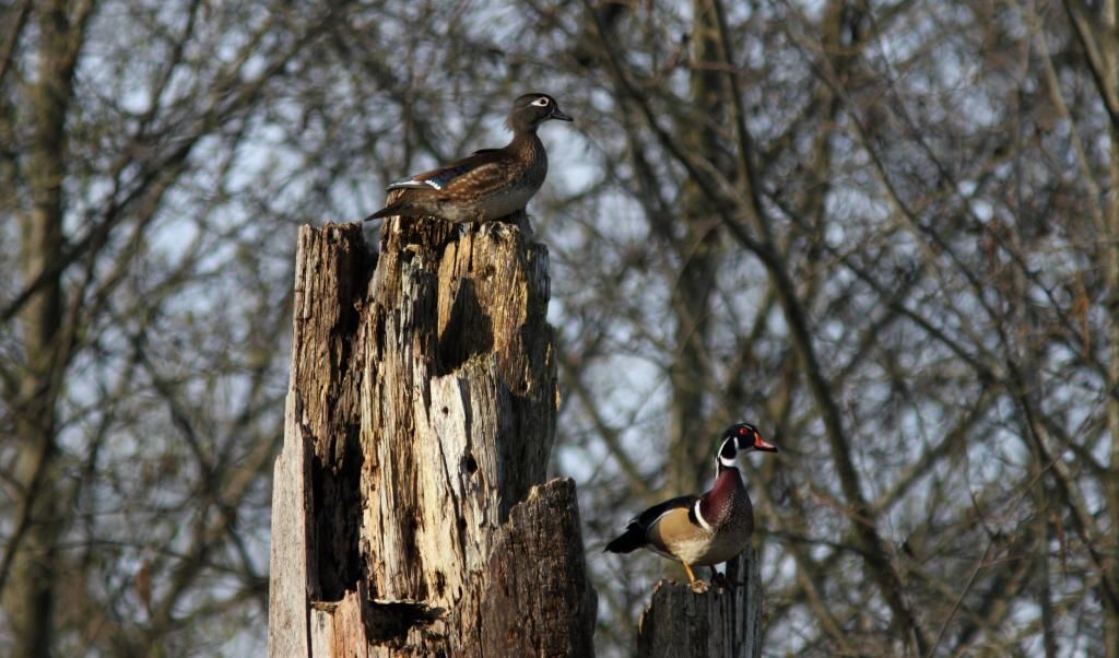 IMAGE: http://i788.photobucket.com/albums/yy164/dino211_2010/stumpwoody_zps7173a49e.jpg