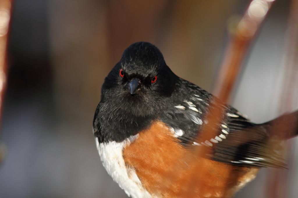 IMAGE: http://i788.photobucket.com/albums/yy164/dino211_2010/towhee_zps9ccb2dff.jpg