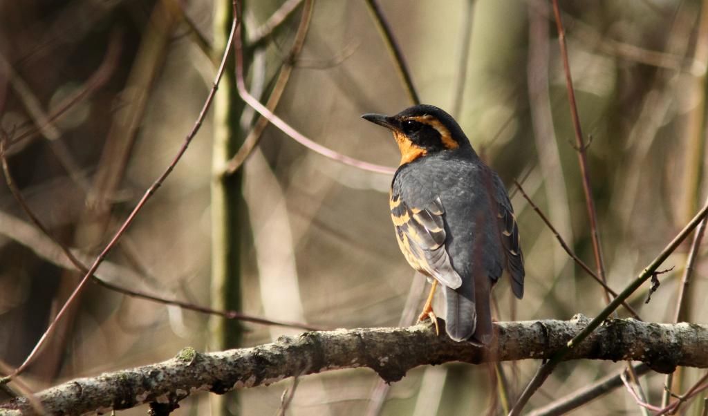 IMAGE: http://i788.photobucket.com/albums/yy164/dino211_2010/variedthrush_zpsa5a11338.jpg