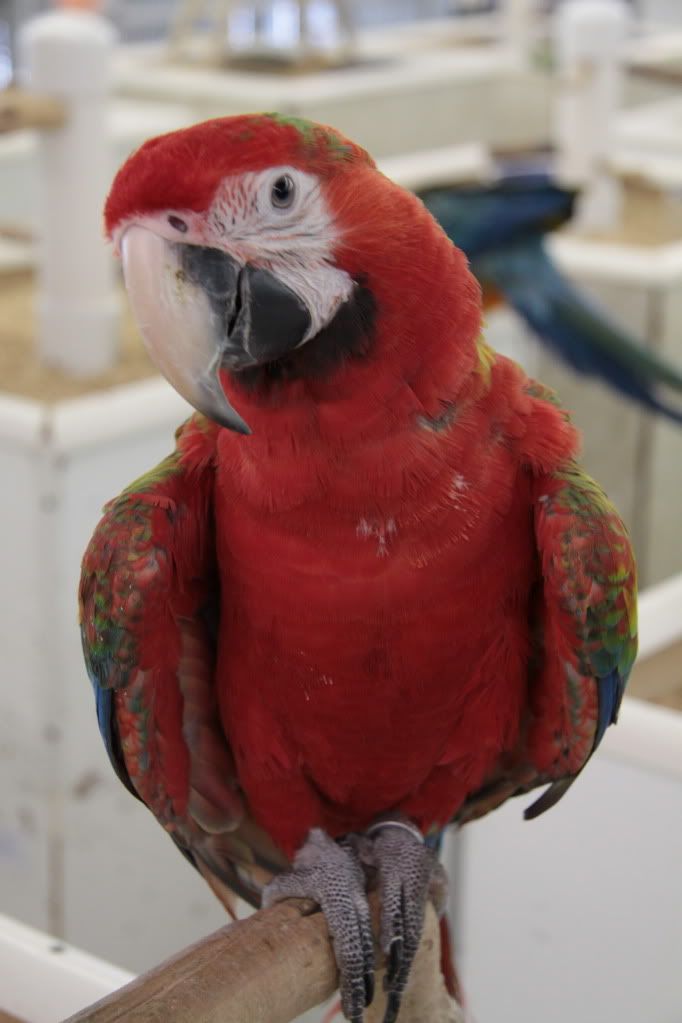 colorful parrots photo:  IMG_3711.jpg