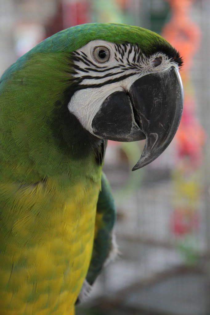 colorful parrots photo:  IMG_3761.jpg