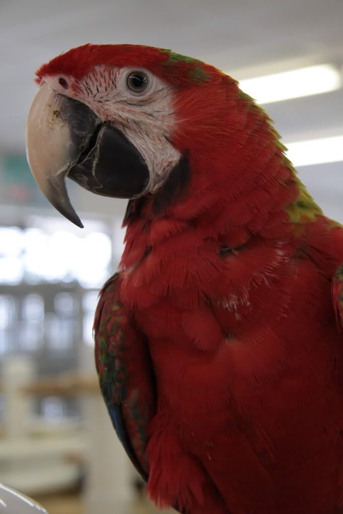 colorful parrots photo:  IMG_3774.jpg