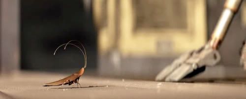 wall-e pet cockroach