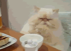 hilarious kitty notices food Pictures, Images and Photos
