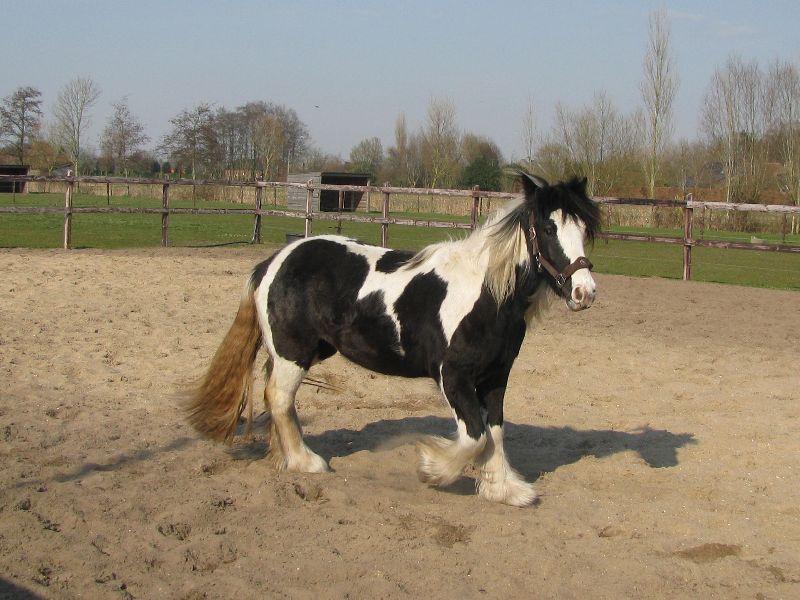 Afbeelding