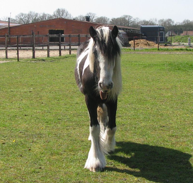 Afbeelding
