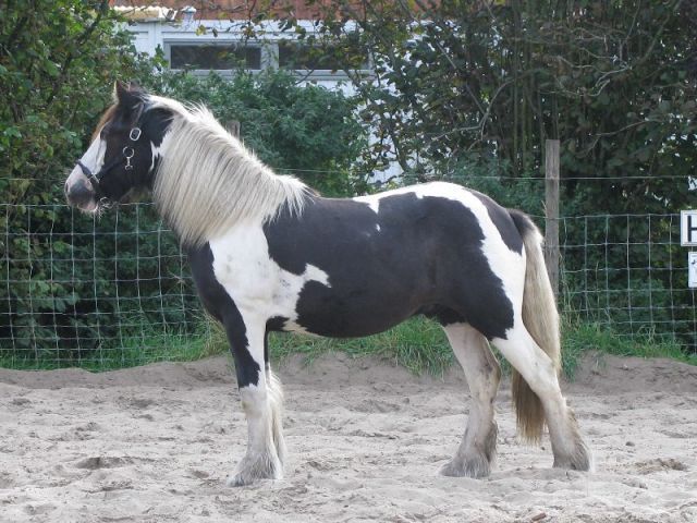 Afbeelding