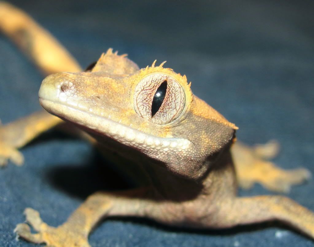 CrestedGecko1.jpg