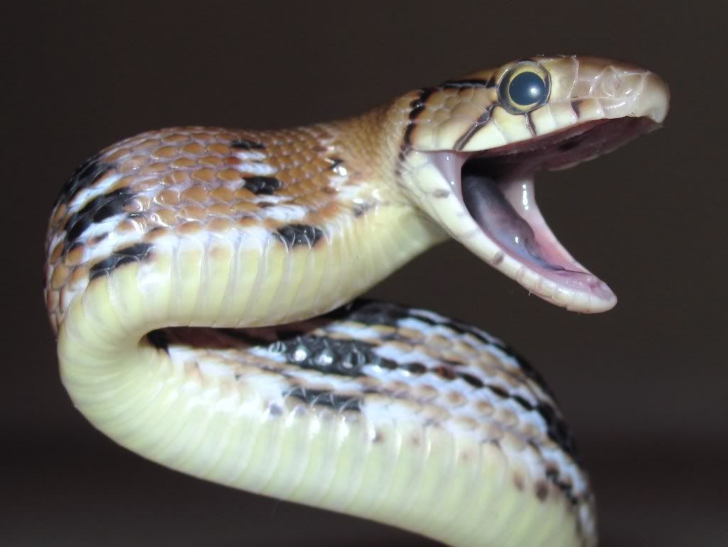 RadiatedRatsnake1.jpg