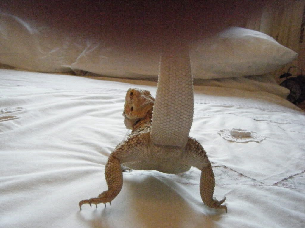 What Sex are my 2 beardies? Reptile Forums