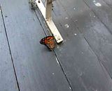 Pictures Of Butterflies In Flight. See more utterflies in flight